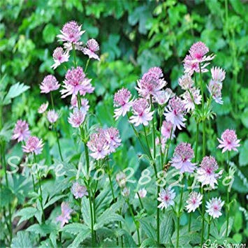 Graines D'Astrantia (Grande Sagesse) Le Lilas Japonais Appartient À Astrantia Major Graines De Bonsaï En Pot Pour La Plantation De Jardins Familiaux