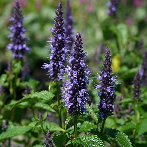 Portal Cool Seeds - Agastache Astello Indigo - 20 Semi
