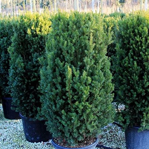 Vivai le Georgiche - Pianta vera di Taxus x media Hillii - vaso Ø 18 cm