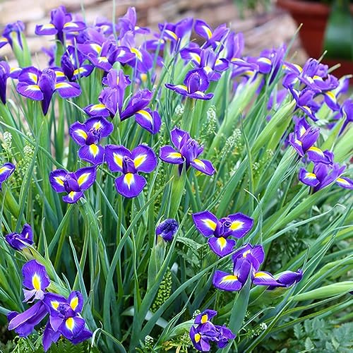 Bulbos de iris - jardín resistentes 9pcs