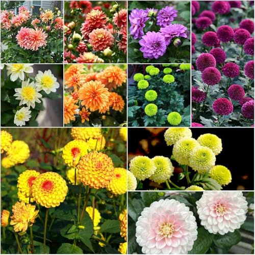 semillas de dalia resistentes - resistentes al aire libre, de balcon perennes perenne resistente, semillas exóticas al invierno para 25pcs