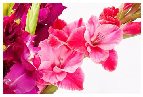 5 years, Mysteriöse magische Glühbirne,Blumenzwiebel Mix,Beautiful, Luftreinigung, Gift, Gladiolen Pflanzen -15 Gladiolen zwiebeln-V