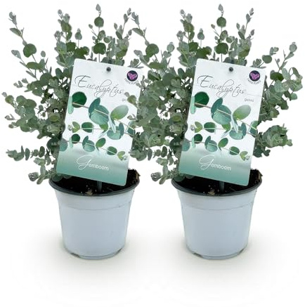 Exotenherz - Eukalyptus Eucalyptus gunni - 2er Set - winterhart - 14cm Topf Höhe 30cm