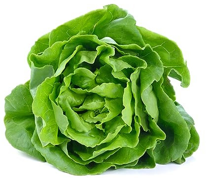 Just Seed Lettuce Winter - Arctic King - 900 Seeds
