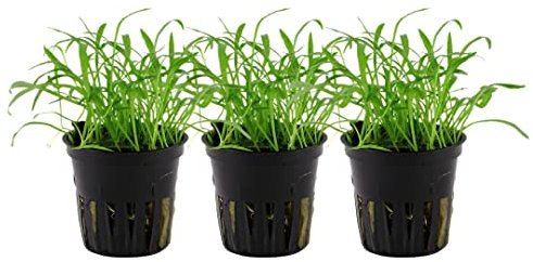 AquaOne Aquarium Pflanze 3 Stück Lilaeopsis brasiliensis I Wasserpflanze Aquariumpflanze Ausläufer voll durchwurzelt einfach pflegeleicht Aquascaping Dekoration