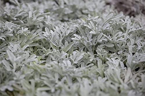 Artemisia stelleriana 9x9 cm Topf – Winterhart, Mehrjährig, Pflegeleicht – Edelraute – Bodendecker für Steingarten & Beet