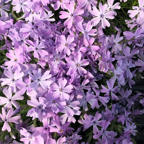 50 Emerald Blue Subulata Phlox Seeds Flower Perennial Seed Flowers Butterfly Perennial Flower Garden Seed Flowers Seed Flower