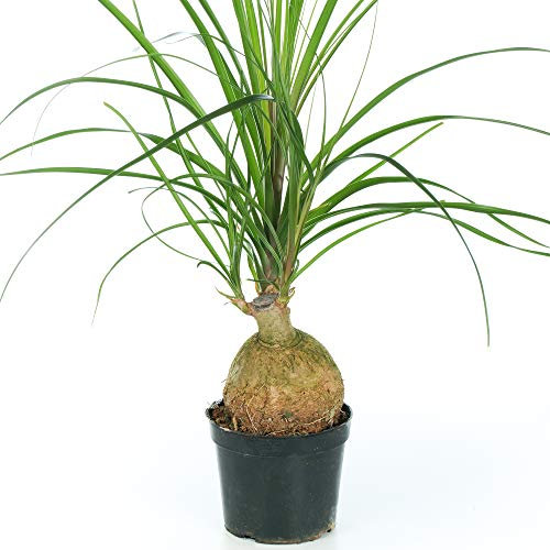 Plante d'intérieur ou de bureau en pot : Beaucarnea Recurvata, Nolina Ball, Palmier Queue de Cheval.