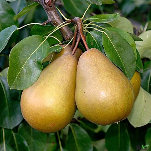 Birnenbaum Pyrus communis Gellerts Butterbirne Liefergröße 120-160 cm| bis zu 600 cm Wuchshöhe und 600 cm Breite | geeignet für Säfte und Frischverzehr uvm
