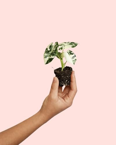PUR PLANT Alocasia Frydek Variegada | Planta de Interior Natural Premium | Follaje Variegado Decorativo | Maceta de Ø 6 cm