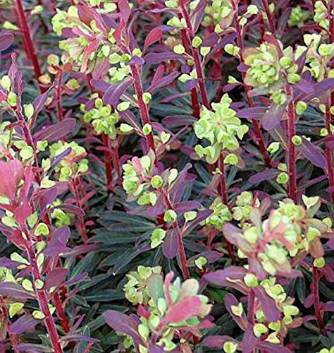 Mandelblättrige Wolfsmilch Purpurea - Euphorbia amygdaloides - lebende Gartenpflanze aus den Baumschulen