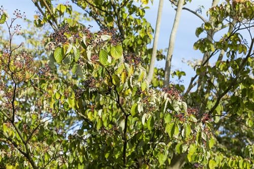 Cornus sanguinea 40-60 cm – Winterhart, Mehrjährig & Pflegeleicht – Roter Hartriegel – Heckenpflanze für Garten & Sichtschutz