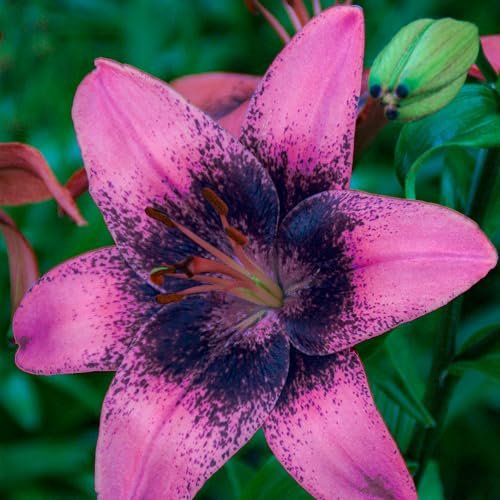 Bulbes de Lys Purple Dream - Lys Bulbes - 10 Bulbes de Fleurs à Planter Exterieur - Plantes Vivaces Exterieur - Rustique - Naturelle Plantes de Hollande (gros bulbes, pas de graines, non artificielle)