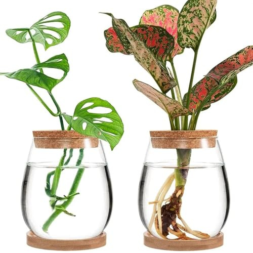 Vasi per propagazione da 2 pezzi, vaso per bulbi da terrario per piante retrò trasparente da tavolo, piccola stazione di propagazione per piante in vetro con base in bambù, per fiori idroponici da