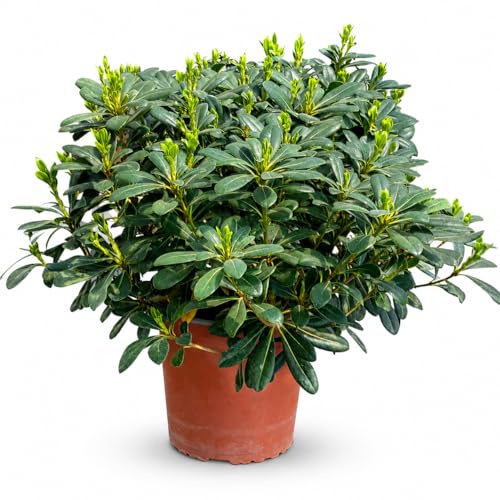 Pitosforo Pianta Ornamentale in Vaso 18 cm | Pianta Sempreverde da Esterno per Giardino, Balcone e Terrazzo |Fioritura Primaverile Profumata
