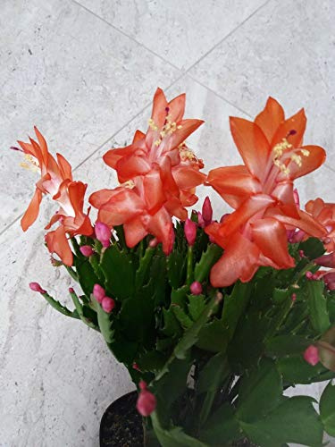 Portal Cool 2Xorange Cactus di Natale Talee Zygocactus Schlumbergera Truncata Thor Olivia