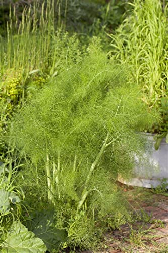 Foeniculum vulgare 9x9 cm Topf – Mehrjährig, Pflegeleicht – Fenchel – Kräuterpflanze für Beet & Balkon