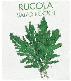 Semillas de Brotes de Rúcula para Cultivar Verduras de Ensalada