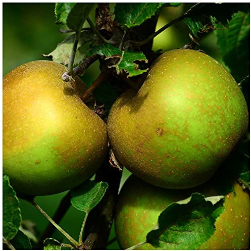 Dwarf Patio 'Egremont Russet' Apple Tree in 5L Pot, Miniature Tree, Self-Fertile, Ready to Fruit,Hardy & Vigorous 3fatpigs®