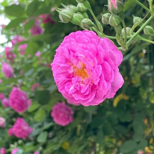 Rosas trepadoras, semillas resistentes, rosas colgantes, enredaderas para decoración de cercas, rosal trepador arbustos resistentes, al aire libre 600pcs