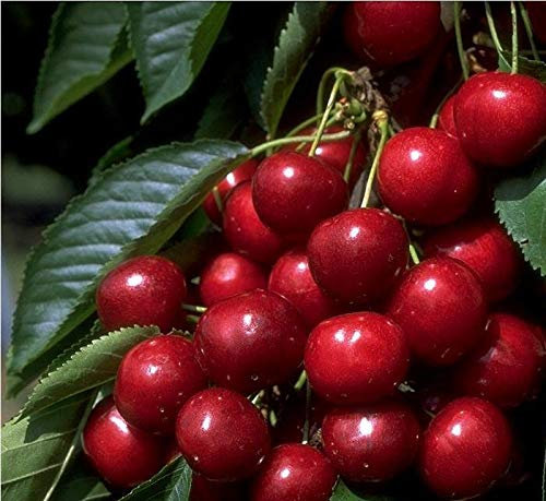 Hedelfinger Riesenkirsche, Süßkirsche, Buschbaum (kleinbleibend), 120-140cm.