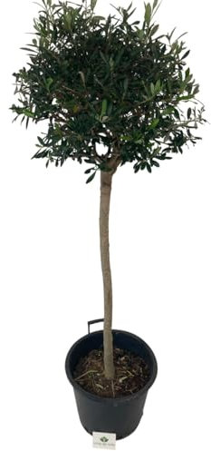 Olea Europea Cipressino o Ulivo Cipressino Pianta ornamentale da esterno prodotta da Vivai del Sole vaso diametro cm 40