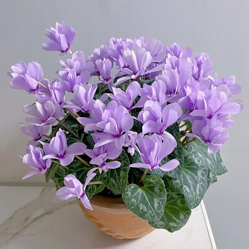Ciclamino per giardino semi di resistenti semi di estivi al coperto precoce decorazione 100pcs