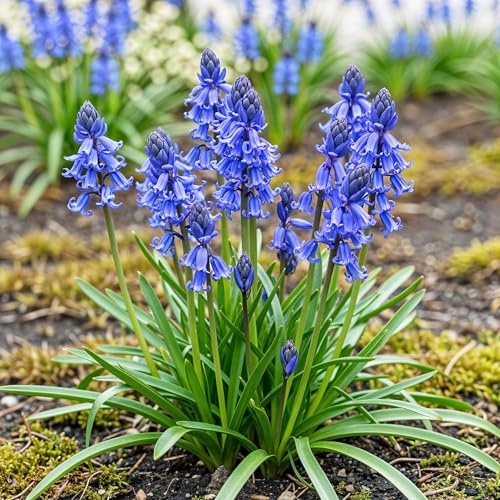 GreenboutiQ - Blumenzwiebeln - Hyazinthen Zwiebeln - Bulbs Hardy Perennial - Farbe Blau - 20 Stück - Zwiebelgröße 7/8 - XXL Pack