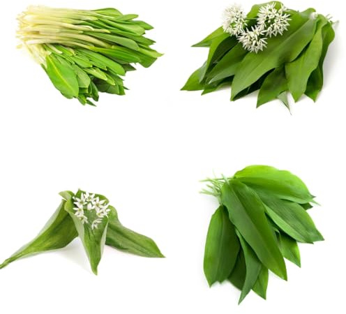 comprar ajo silvestre verdes del jardín de semillas de ajo silvestre Variedades hortalizas tradicionales,s y silvestres, Semillas hortalizas orgánicas, 160semillas