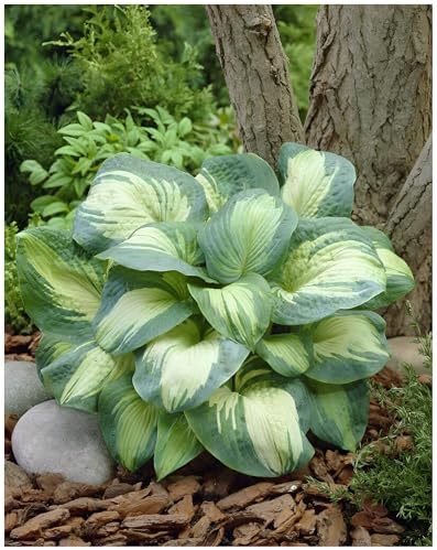 Stauden Gänge 10 x Hosta sieboldiana 'Great Expectations' Funkie, Herzblatt