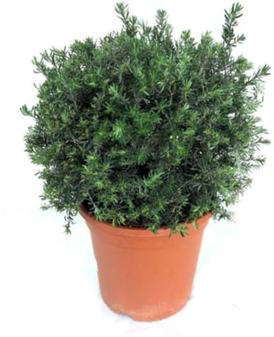 Planta natural Westringia Longifolia, 30-40 cm. Arbusto perenne de hojas largas y estrechas. Segura Garden.