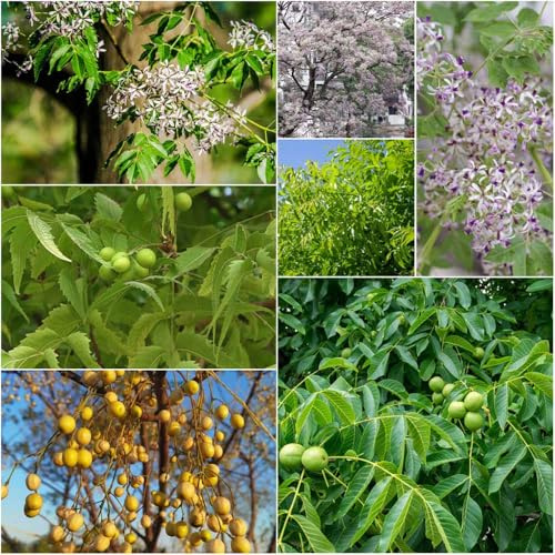 semillas neem silvestres del jardín de jardín de semillas medicinales del bonsái -Serie raras- cocina 200pcs