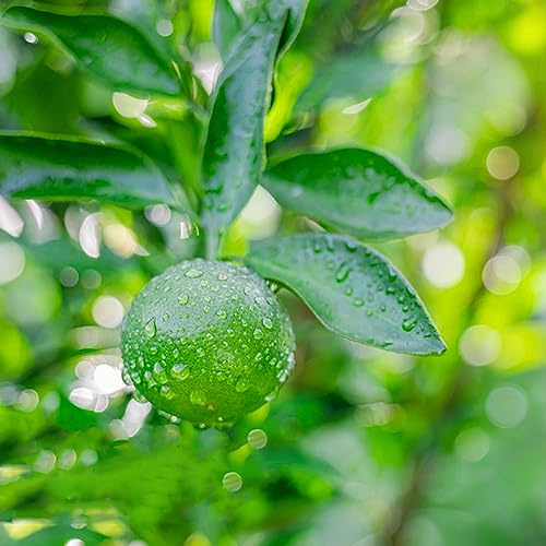 orangenbaum topfpflanzen draußen winterhart hochbeet balkon biosaatgut zimmerpflanzen Citrus mandarinenbaum balkonpflanzen winterhart bonsaibaum hochbeete für garten obstpflanzen 100samen