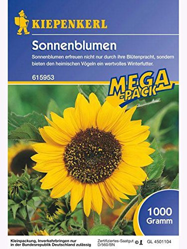 Sonnenblumen Feldsonnenblumen 1kg