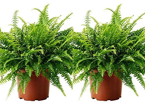 2 x Boston Fern - Nephrolepis Exaltata - Bushy Indoor Plants in 12cm Pots