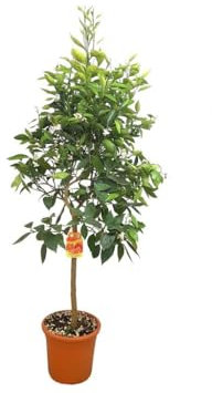 Garden Center Shop | Naranjo Washington Copa M26 100-120 cm | Árbol cítrico ornamental y productivo | Naranjas dulces sin semillas | Ideal para huertos urbanos y jardines mediterráneos
