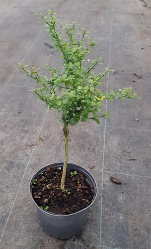 Citrus australasica 'Pink Red' greffé sur Poncirus trifoliata/Citronnier caviar 'Pink Red' / Conteneur de 2 à 2.9 litres/Touffe