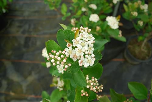 Apfelbeere Aronia melano. Viking eßbare Früchte 60-80 C