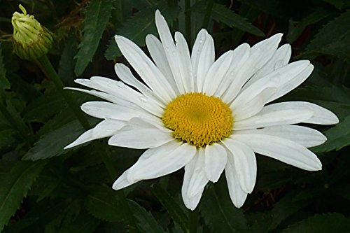 Leucanthemum x superbum: Shasta Daisy, a Garden Tested, Hardy Perennial Plant Supplied in a Half Litre Pot