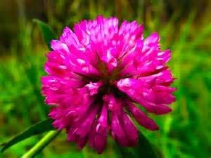 RED Clover Seeds Green Manure Wild Flower Seeds by Prettywildseeds 100g Bulk