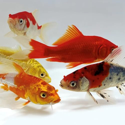 Toledo Goldfish Koi and Goldfish Combo Starter Pack, Perfect for Beginners Stocking Ponds, Tanks, or Aquariums - 6-8 Inches, 3 of Each, 15 Total Count