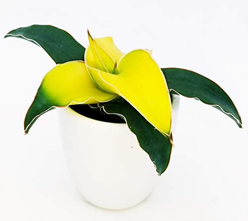 POWERS TO FLOWERS - SANSEVERIA STAR CANARY IN VASO CERAMICA BIANCO, pianta vera