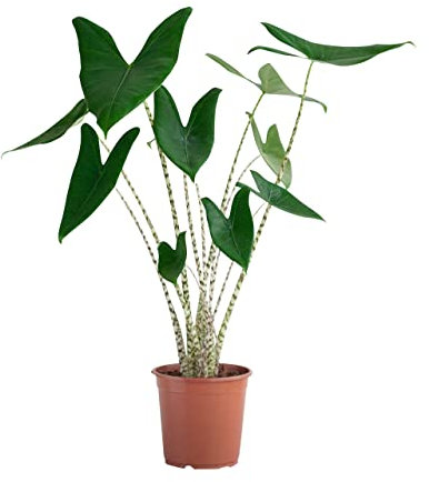 PLNTS - Alocasia Zebrina - Plante verte - Plante d'intérieur en 17 cm Pot - Hauteur 60 cm