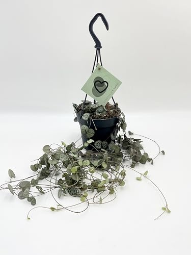 String of Hearts, Hearts Entangled, Sweetheart Vine, Ceropegia Woodii, 12cm hanging pot, live plant