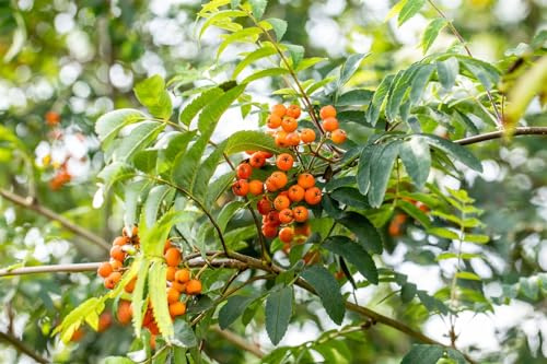 Säulen-Eberesche Sorbus aucuparia Fastigiata 80-100 cm winterhart | schmale Säulenform, dekorative Blüten und Beeren, insektenfreundlich, sonniger Standort, ideal für kleine Gärten