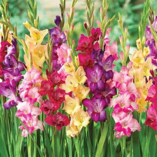 Garden,Blumenzwiebel Mix-Winterhart pflanzen- Mysteriöse magische Glühbirne-2026 Winterhart zwiebeln,Mehrjährige Blumenzwiebel-8 Gladiolen Zwiebeln