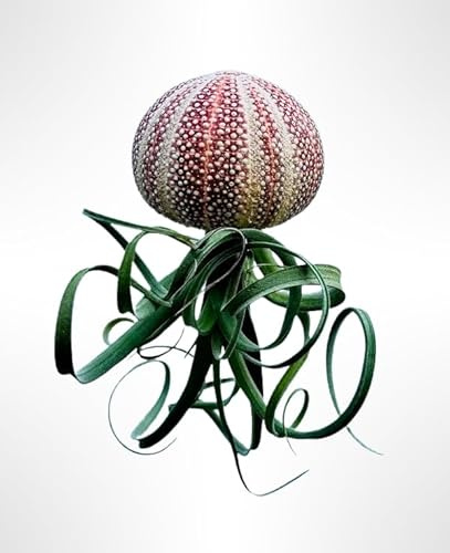 Trendyairplants Wunderschöne Quallen mit Seltenen Großen Roten Seeigel Tillandsia Curly Slim - Luftpflanze - Handgefertigt - Innen