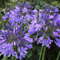 6 x Afrikanische Schmucklilie - Agapanthus 'Blue Triumphator' Topf 9x9cm: Exotische Blütenpracht in Blau.