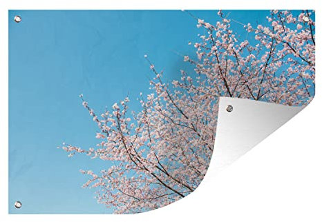 MuchoWow Outdoor-Poster Poster Wanddeko draußen Deko Garten Gartenposter 60x40 cm Kirschbaum - Japan - Blüte