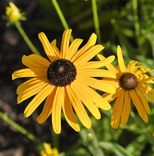 Sonnenhut Speciosa - großer Topf - Rudbeckia fulgida